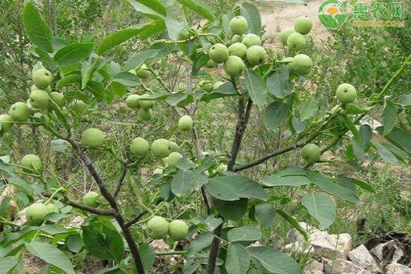 沙土地种植什么最赚钱？