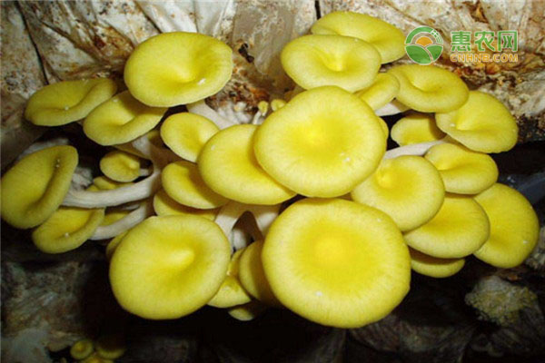 黄金菇价格多少钱一斤？种植前景怎样？（附种植技术）