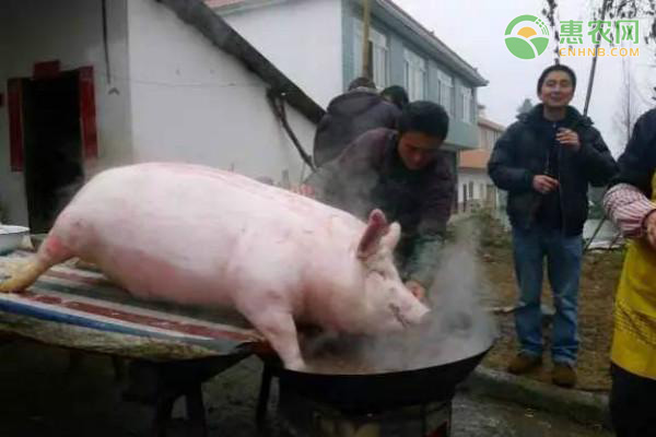 随着元旦春节消费的临近，猪肉即将进入猪肉消费高峰期。