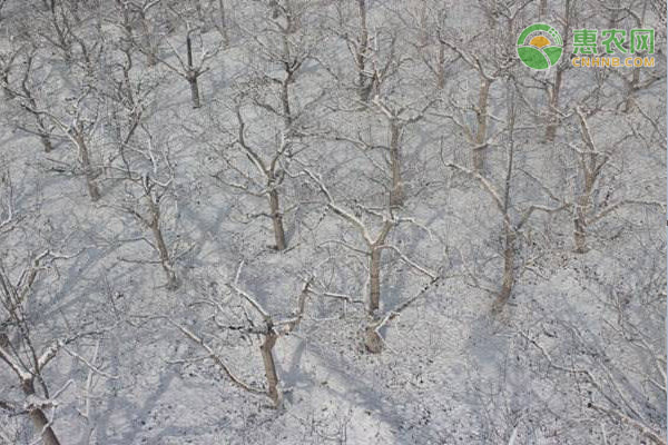 陕西省农业农村厅紧急发布雨雪降温天气防范应对措施