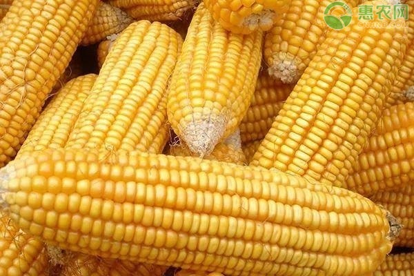 关于提供广东省2021年春植玉米品种试验种子的通知