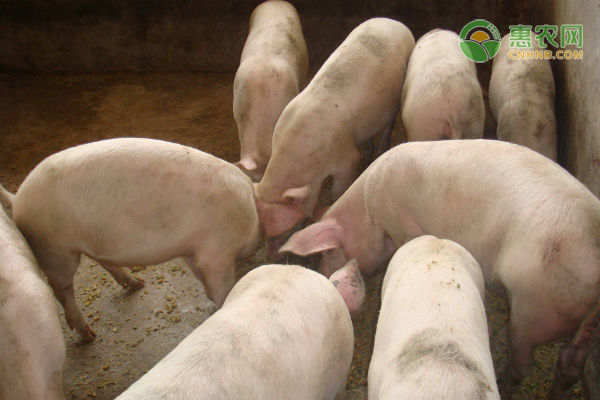 农业农村部：今年春节百姓餐桌肉品供应充足