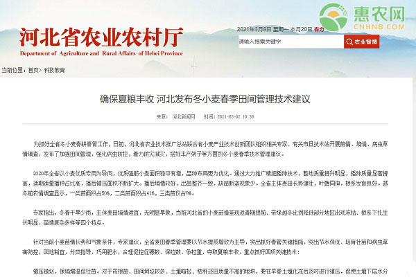 确保夏粮丰收 河北发布冬小麦春季田间管理技术建议