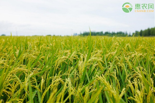 最新粮食补贴政策：2021年粮补政策新变化！