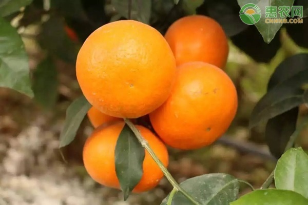 沃柑苗多少钱一株？有哪些品种？
