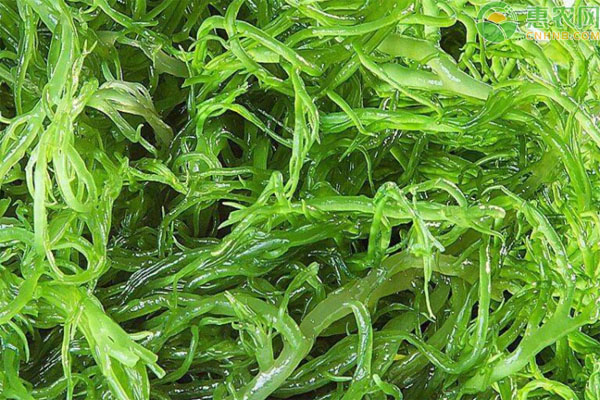 龙须菜产地在哪里？有哪些品种？
