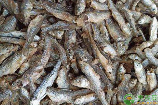 麦穗鱼产地在哪里？
