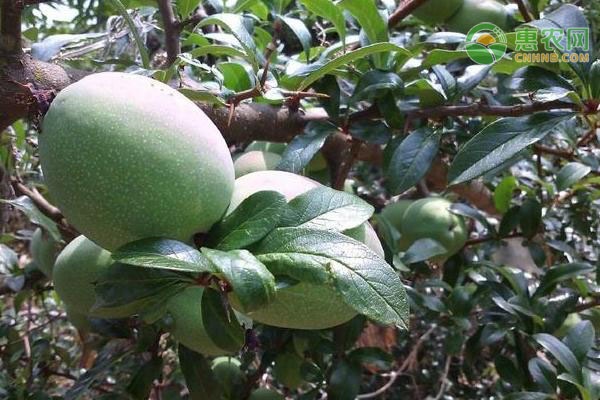木瓜是转基因食品吗？木瓜生熟怎么判断？