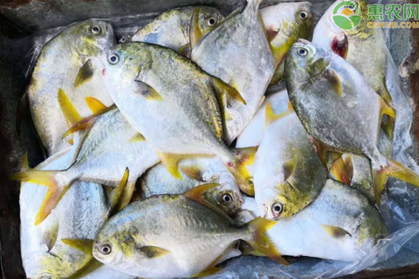 金鲳鱼产地是哪里？
