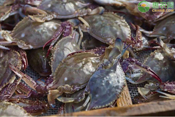 海蟹品种大全和产地分布