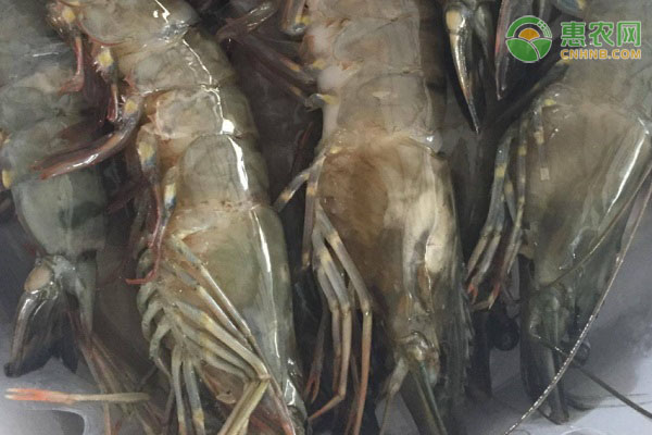 草虾产地在哪？草虾和基围虾有什么区别？
