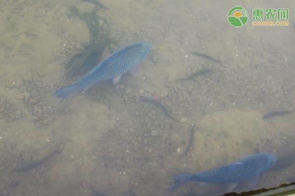 海鲫鱼产地在哪？海鲫鱼和淡水鲫鱼有什么区别？