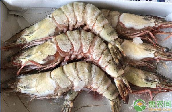 老虎虾的产地在哪里？