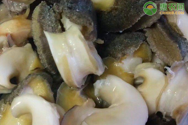 马蹄螺产地在哪里？马蹄螺怎么吃？