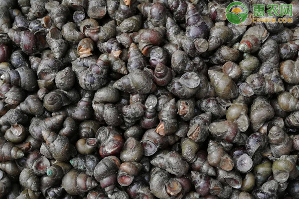 可食用的常见淡水螺品种大盘点