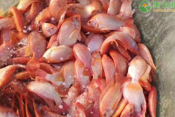 红罗非鱼产地分布在哪？有几个品种？