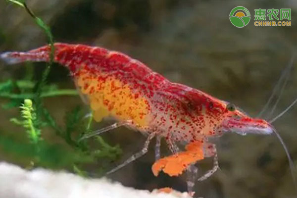 极火虾的产地在哪？吃什么食物？