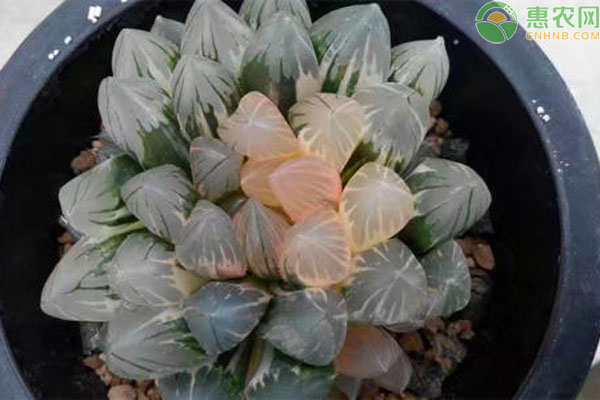 多肉中的名贵品种有哪些？
