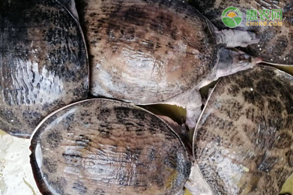 珍珠鳖产地在哪？珍珠鳖和中华鳖有什么区别？