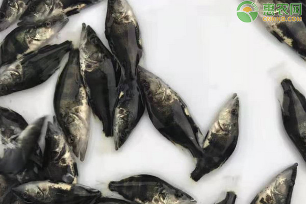 鳜鱼苗什么品种好？