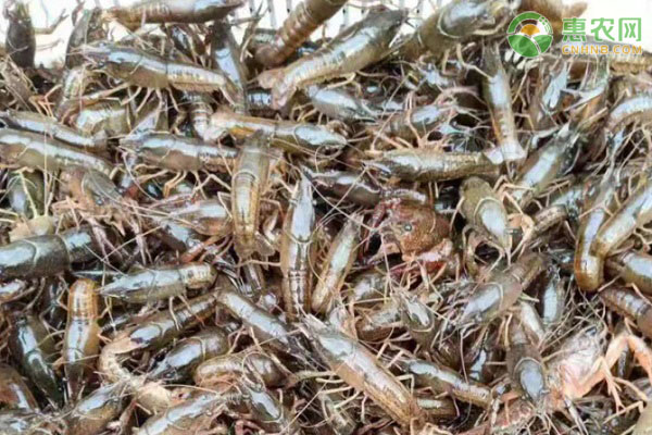 虾苗什么品种好？