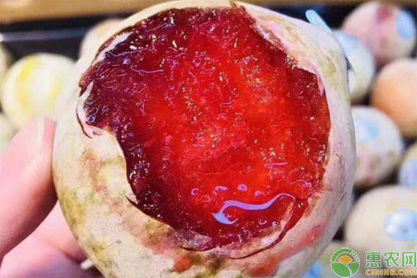 杏李品种哪个好吃？