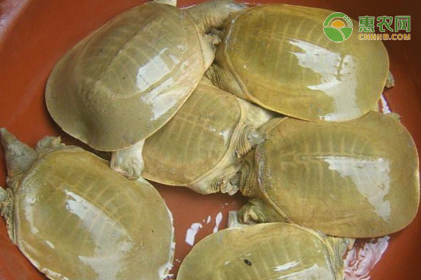 黄沙鳖产地在哪？黄沙鳖和中华鳖有什么区别？
