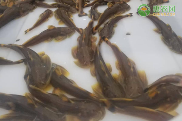 石爬鱼产地在哪？与虾虎鱼有何区别？