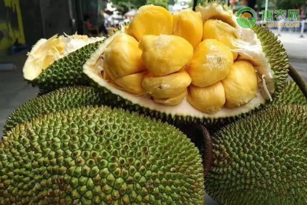 榴莲蜜产地都在哪里？和菠萝蜜的区别是什么？