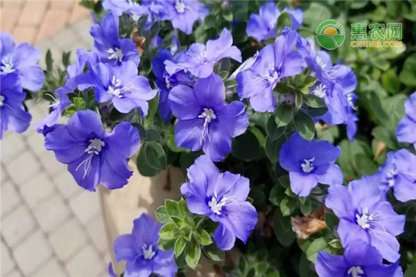 蓝星花的原产地在哪？有何花语与寓意？