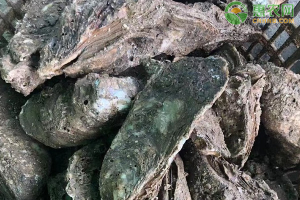 大连湾牡蛎产地在哪？大连湾牡蛎和近江牡蛎区别是什么？