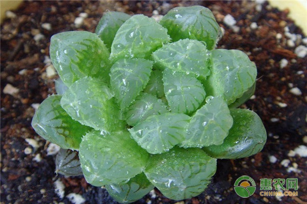 百合科的多肉植物品种盘点