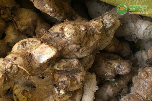风姜产地在哪？风姜和生姜有什么区别？
