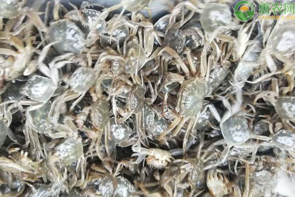 大闸蟹苗品种有哪些？