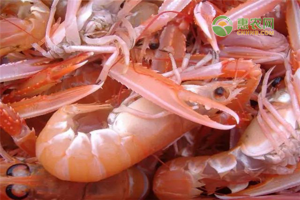 海鳖虾的产地在哪？海鳖虾与皮皮虾有何区别？