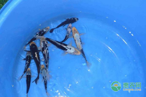 金银鳞锦鲤产地在哪？有哪些品种？