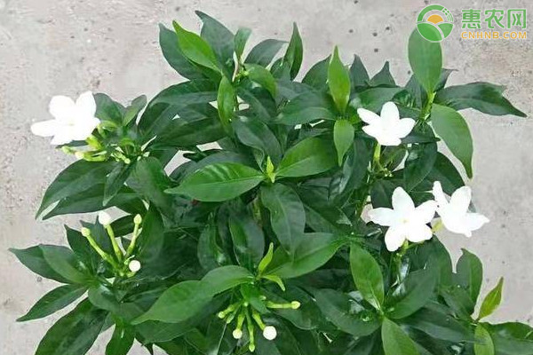 什么花卉植物香味好闻适合放室内？
