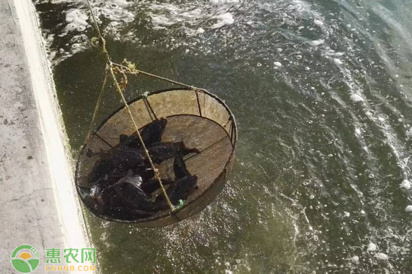 杉斑原产地在哪？杉斑和老虎斑有什么区别？