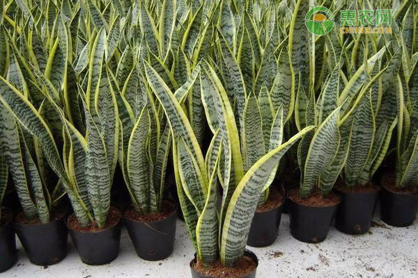 不用勤浇水的省心室内盆栽植物有哪些？