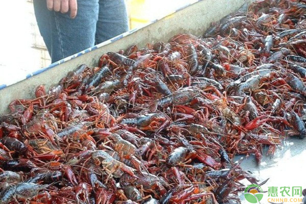 益阳小龙虾产地在哪？如何挑选？