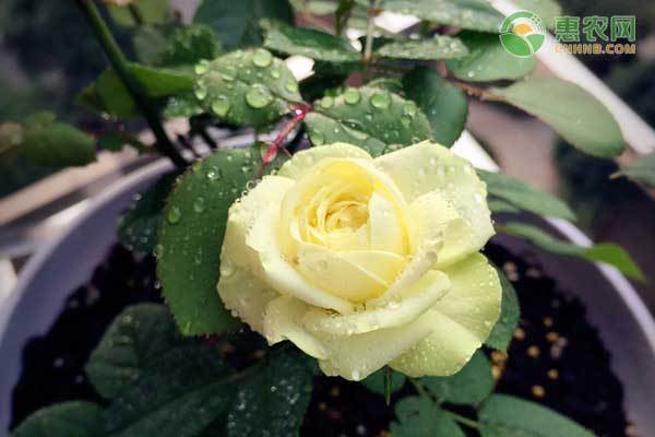 一年四季都开花的植物盆栽有哪些？