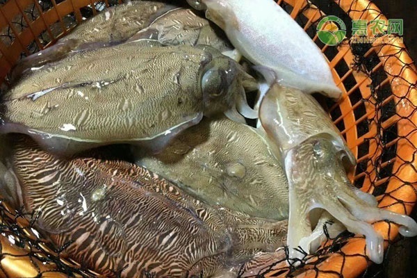 斑乌贼产地在哪？白斑乌贼和虎斑乌贼有什么区别？