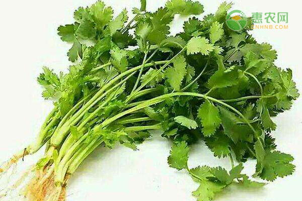 香菜的原产地在哪里？香菜有哪些优良品种？