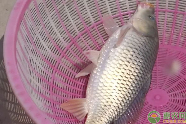 中国北方常见的淡水鱼品种有哪些？