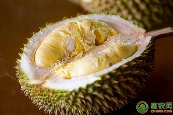榴莲在国内为什么没有大面积种植？怎么判断是否死包？