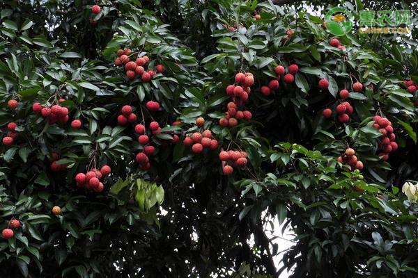 灵山香荔的特点是什么？几月份成熟上市？