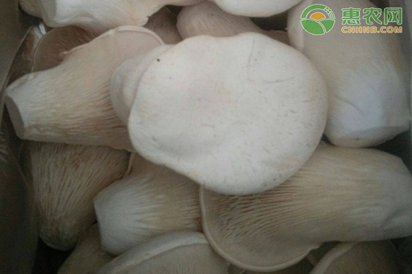 白灵菇的产地在哪？怎么做好吃？