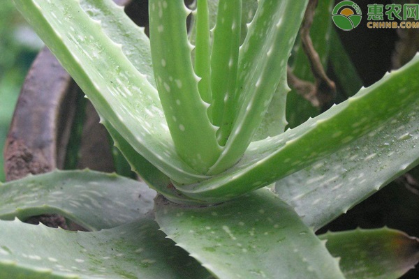 耐旱又好成活的植物盆栽有哪些？