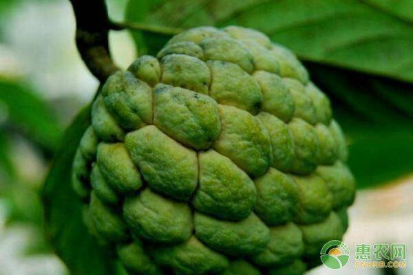 刺番荔枝有何特点？怎么吃？
