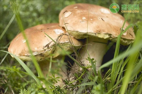 牛肝菌有几种品种？可以人工种植吗？